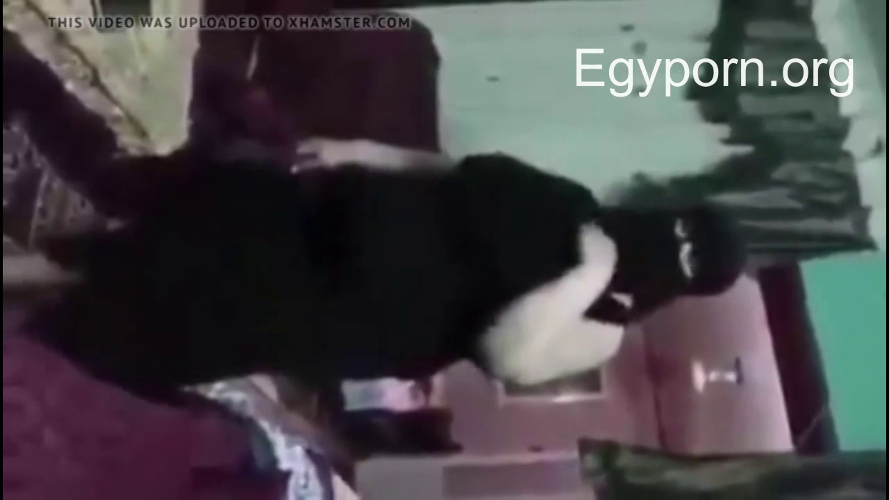 شرموطة منقبة تطلع بزازها ويقفشلها في الشارع وياخدها البيت وينيكها احلى سكس مصري-egyporn